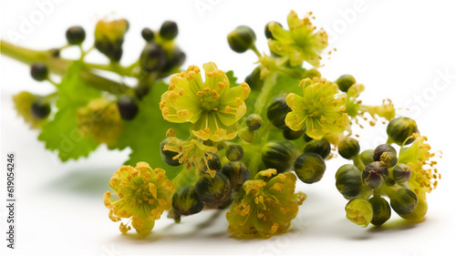 Fotografia Alchemilla mollis or lady's-mantle flower with green leaves isolated on white background