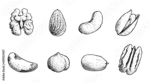 Different nuts set. Sketch style hand drawn seeds. Walnut, pistachio, cashew, almond, peanut, hazelnut, Brazil nut and pecan. Vector illustrations. Organic food.
