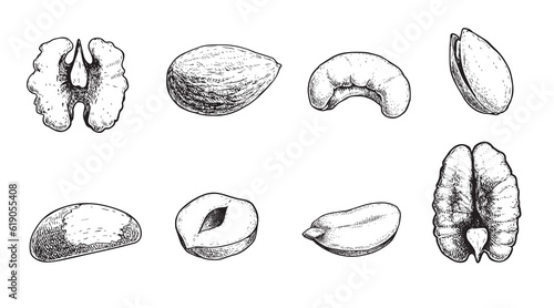 Different nuts set. Sketch style hand drawn seeds. Walnut, pistachio, cashew, almond, peanut, hazelnut, Brazil nut and pecan. Vector illustrations. Organic food.