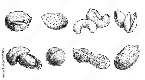 Different nuts set. Sketch style hand drawn nuts with nutshells. Walnut, pistachio, cashew, almond, peanut, hazelnut, Brazil nut and pecan. Vector illustrations. Organic food.