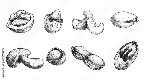 Different nuts set. Sketch style hand drawn nuts with nutshells. Walnut, pistachio, cashew, almond, peanut, hazelnut, Brazil nut and pecan. Vector illustrations. Organic food.