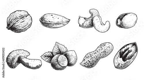 Different nuts set. Sketch style hand drawn nuts with nutshells. Walnut, pistachio, cashew, almond, peanut, hazelnut, Brazil nut and pecan. Vector illustrations. Organic food.
