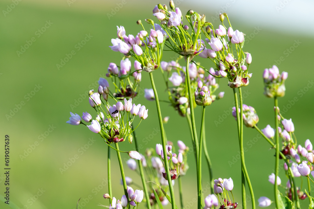 Rosy garlic (allium roseum) flowers in bloom Rosy garlic (allium roseum) flowers in bloom