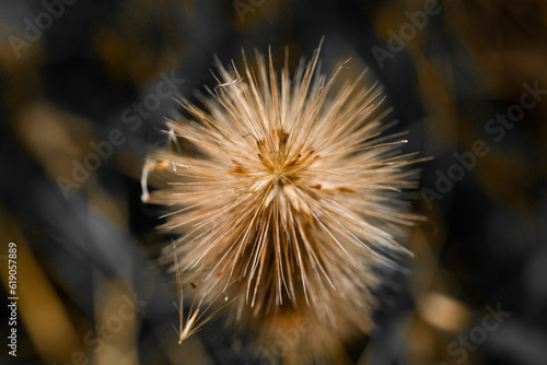 flower or dandelion in the wind © gayansanjeewa