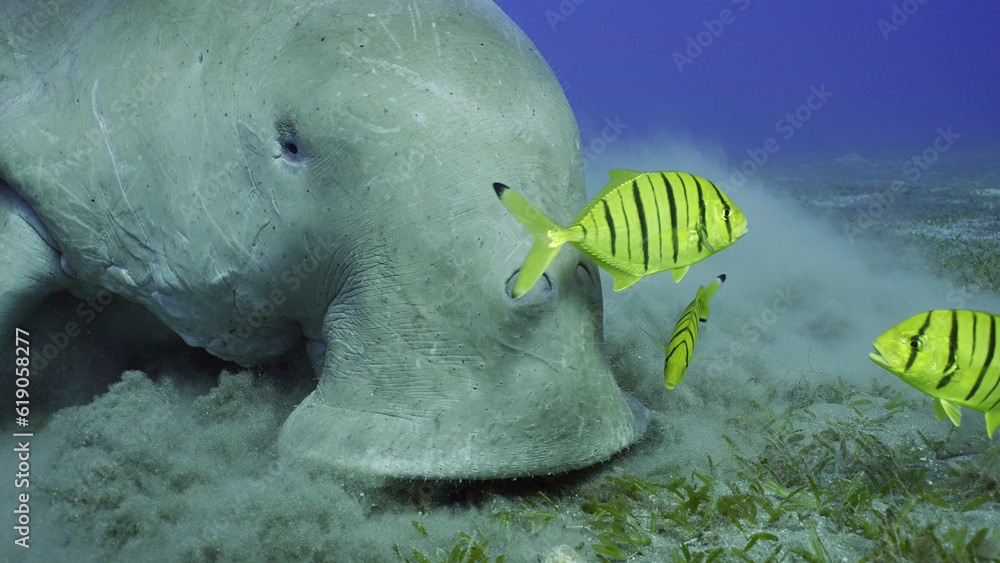 Portrait of Sea Cow eating algae on seagrass meadow. Dugong (Dugong