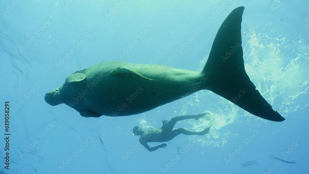 Obraz premium Dugong swims under surface of water, man swim nearby. Sea Cow or Dugong (Dugong dugon) swims under the surface of blue water, snorkel man swim on the surface next to her, Bottom view, Red sea, Egypt