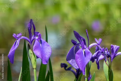 池に咲く美しい紫色のカキツバタ