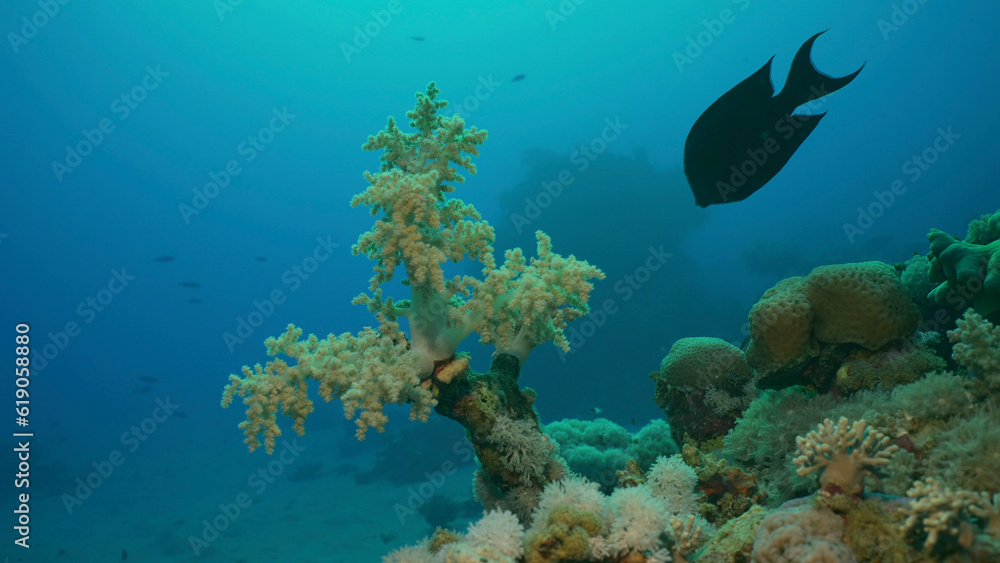 Obraz premium Soft coral Yellow Broccoli or Broccoli coral (Litophyton arboreum) on the deep in motning time, Red sea, Egypt
