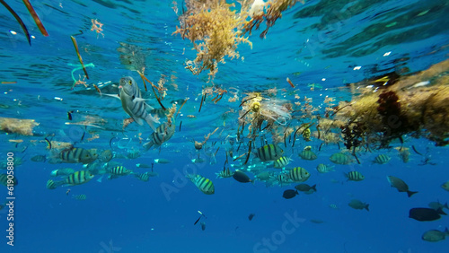 Plastic debris drifts along with scraps of algae on surface of water above the coral reef, tropical fish swim around and feed below surface, Red sea, Egypt