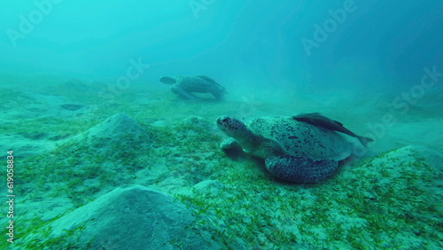 Two Sea turtles graze on the seabed eating green algae. Two Great Green Sea Turtle (Chelonia mydas) with Remorafish on shell eats Smooth ribbon seagrass (Cymodocea rotundata) Red sea, Egypt