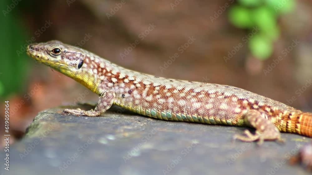 Shy brown lizard in profile view warming up in the sun on hot rock resting for its hunt for insects as little predator reptile and hematocryal animal reptile in garden little dragon hiding macro view Shy brown lizard in profile view warming up in the sun on hot rock resting for its hunt for insects as little predator reptile and hematocryal animal reptile in garden little dragon hiding macro view