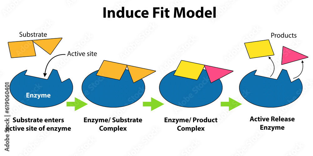 Φωτογραφία Catalysts and enzymes induced fit model