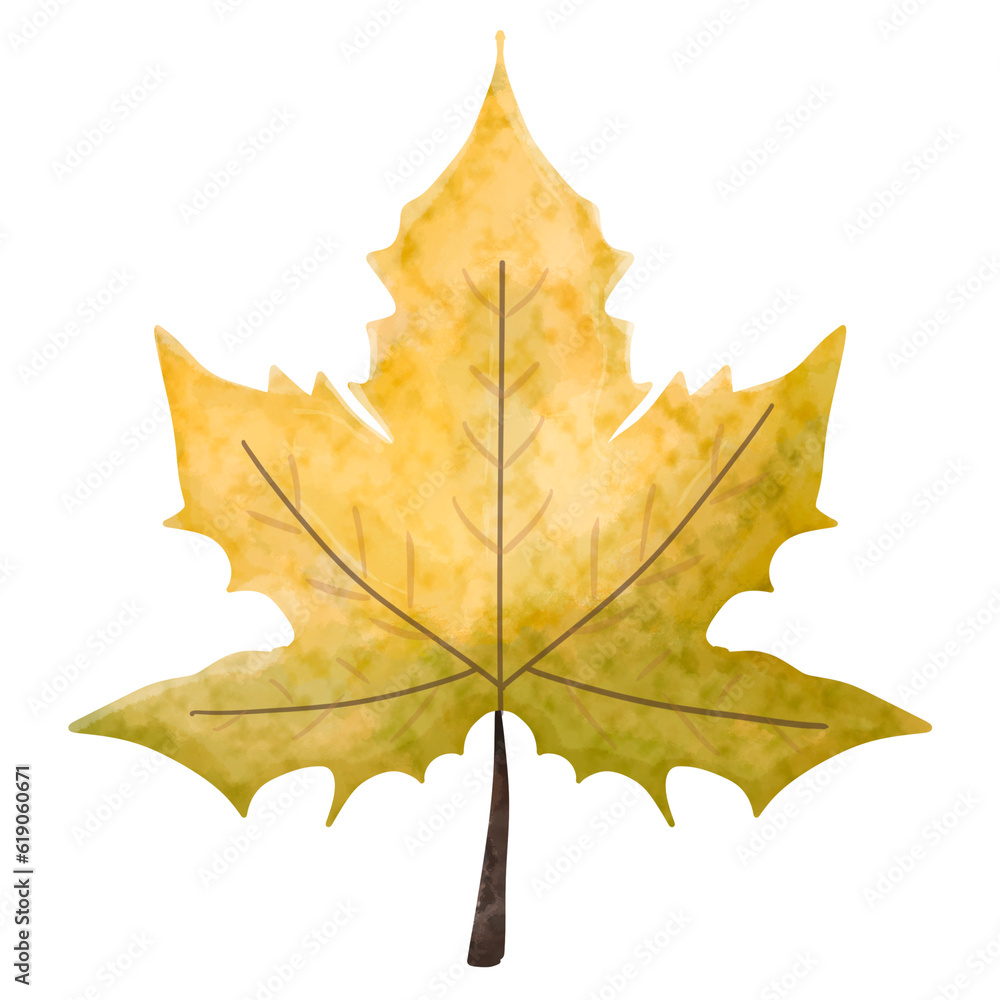 A greenish maple leaf, element illustration, PNG. A greenish maple leaf, element illustration, PNG.