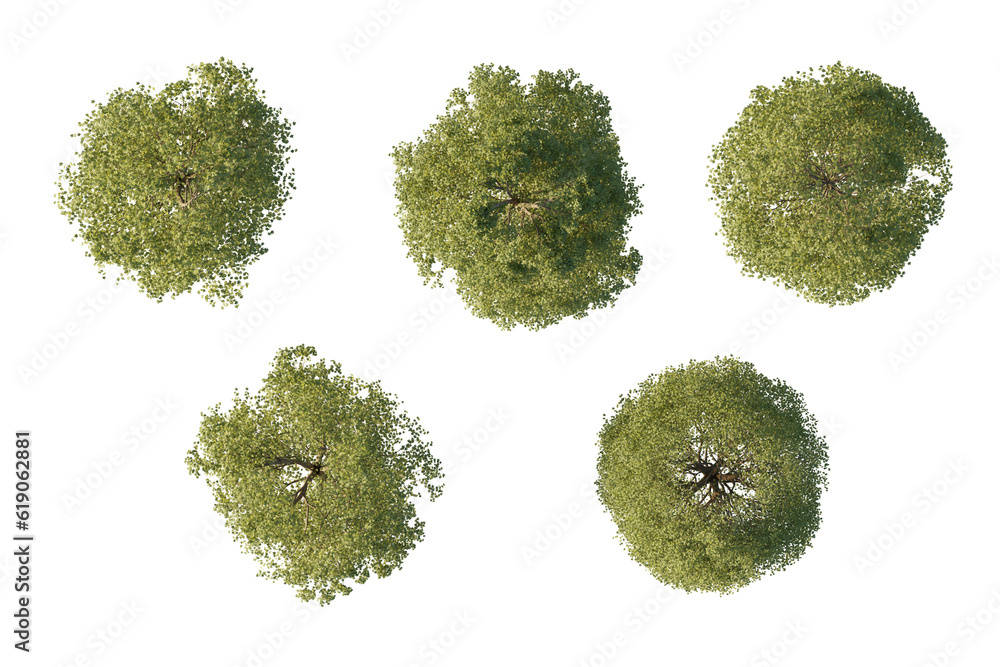 Ταπετσαρία isolated acer tree from top view, best use for architecture plan design,best use for landscape design