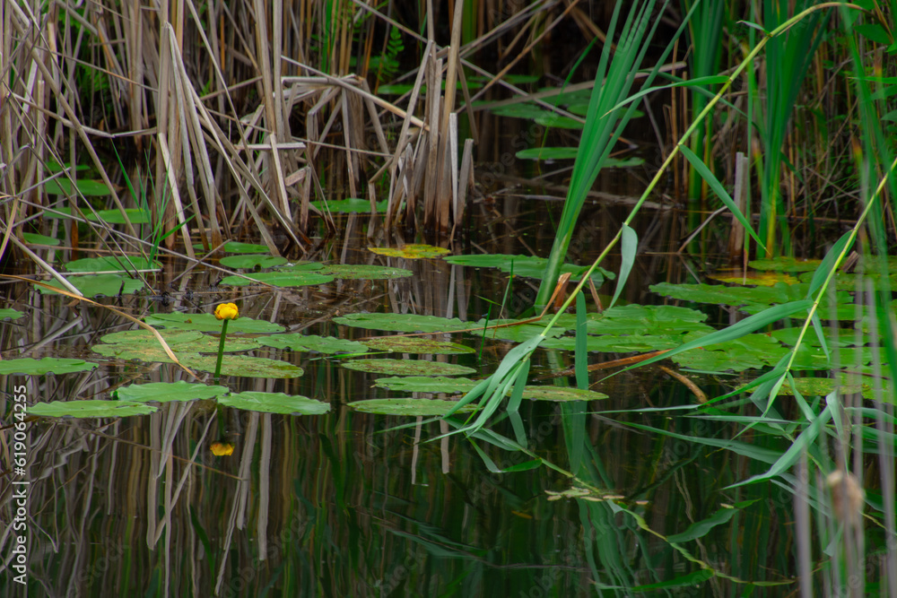Pretty little natural pond in forest in the province of Quebec, Canada Pretty little natural pond in forest in the province of Quebec, Canada