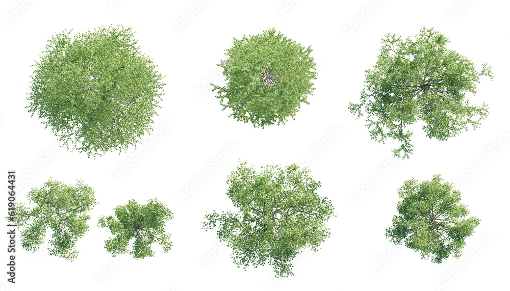 isolated populus tree from top view, best use for architecture plan ...