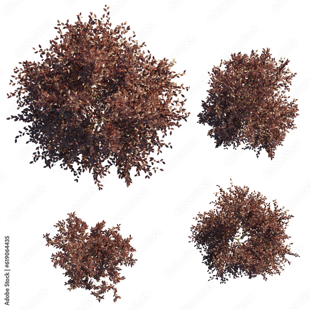 Ταπετσαρία isolated prunus tree from top view, best use for architecture plan design,best use for landscape design