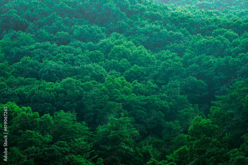 Naklejka premium 숲