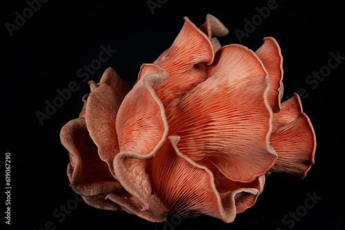 pink oyster mushroom (Pleurotus djamor) in the studio on a black background