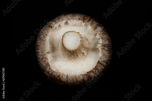 studio detail of a single shiitake mushroom (Lentinula edodes) photo