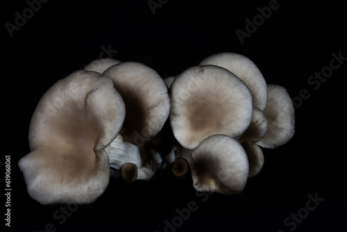 the grey oyster mushroom (Pleurotus ostreatus) in the studio with a black background 