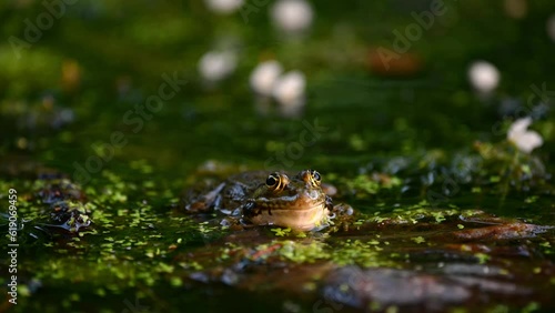 Frog crying. One European frog in water. Pelophylax lessonae calling with inflated vocal sac. Breeding male pool frog. Marsh Frog. Real time. Zoom in. photo