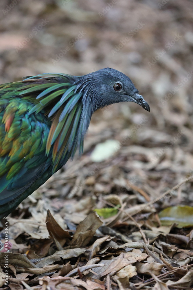 Naklejka premium nicobar pigeon