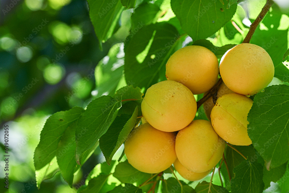 ripe apricots on a tree