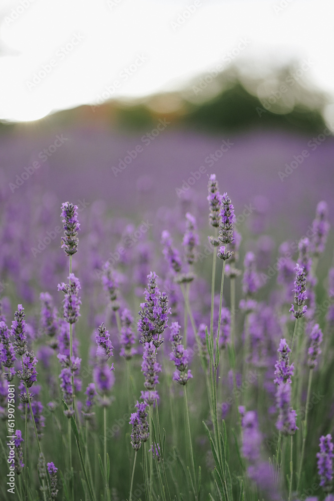 Obraz premium Beautiful lavander field on the sunset. Fragrant lavender flowers close up. French romance. Picturesque countryside in France