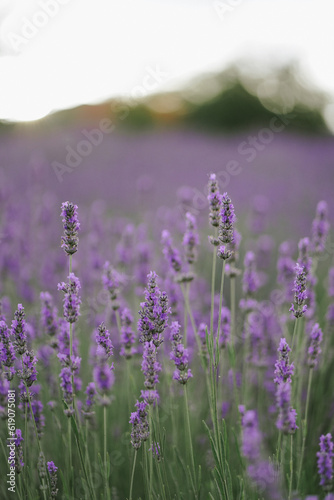 Beautiful lavander field on the sunset. Fragrant lavender flowers close up. French romance. Picturesque countryside in France