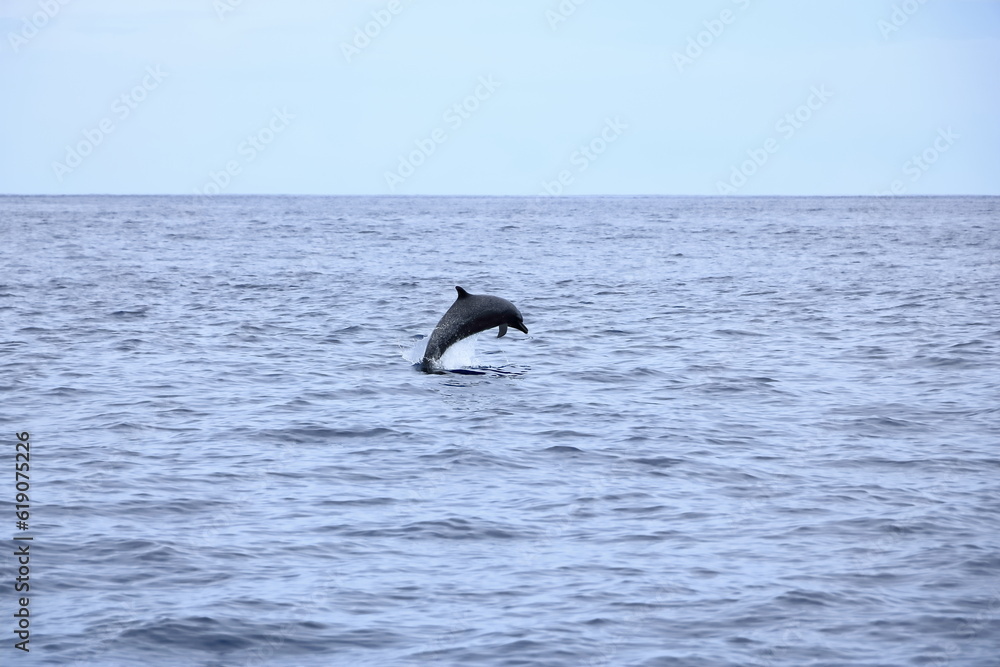 Fototapeta premium Happy wild pantropical spotted dolphin, Stenella attenuata, jumps free near a whale watching boat in the middle of the Pacific coast in Costa Rica