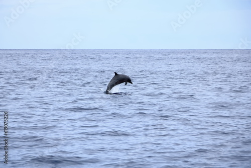 Happy wild pantropical spotted dolphin, Stenella attenuata, jumps free near a whale watching boat in the middle of the Pacific coast in Costa Rica