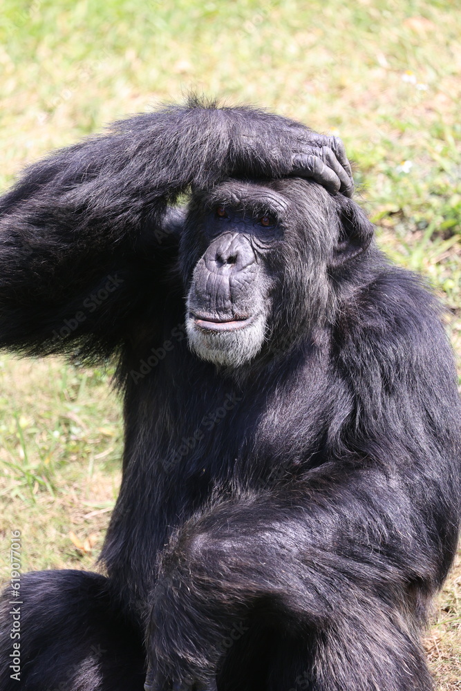 Chimpanzee