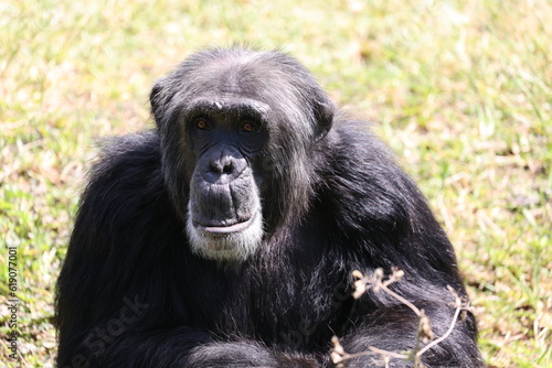 Chimpanzee © elvis santana