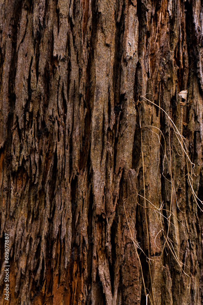 bark of a tree bark of a tree