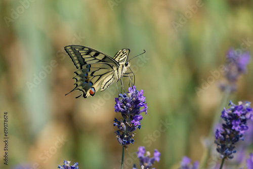 Old World Swallowtail or common yellow swallowtail (Papilio machaon) sitting on lavender in Zurich, Switzerland photo