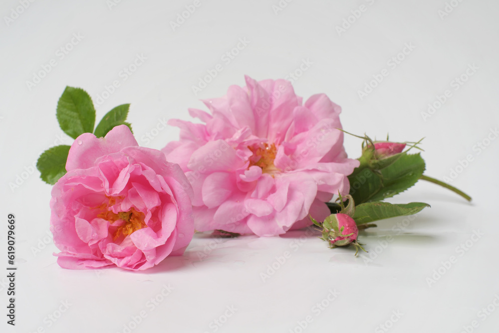 Rosa damascena. Damask rose. Oil-bearing rose. Bulgarian rose oil. Rose water. Water drops. Rosa damascena. Damask rose. Oil-bearing rose. Bulgarian rose oil. Rose water. Water drops.