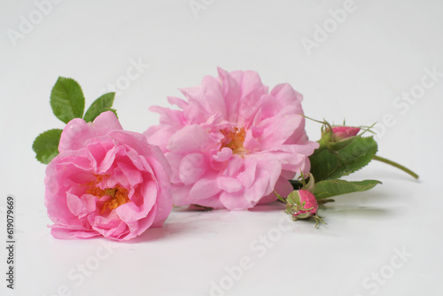 Rosa damascena. Damask rose. Oil-bearing rose. Bulgarian rose oil. Rose water. Water drops.
