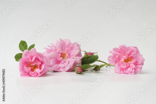 Rosa damascena. Damask rose. Oil-bearing rose. Bulgarian rose oil. Rose water. Water drops.