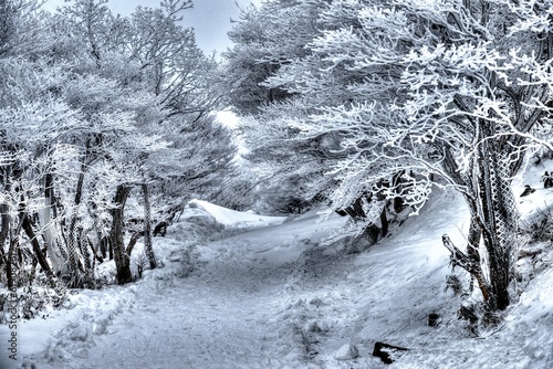 snow covered trees in Japan