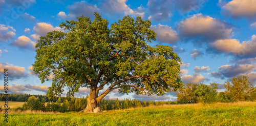 Landscape with tree. Old oak with large crown. Wood under blue sky. Nature panorama. Oak against background of summer sky. Green grass around tree. Summer nature. Oak tree in sunny weather.