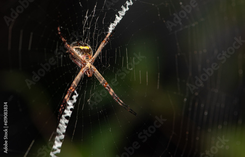 Wallpaper Mural Spider, beautiful spider on its web waiting for prey, selective focus. Torontodigital.ca