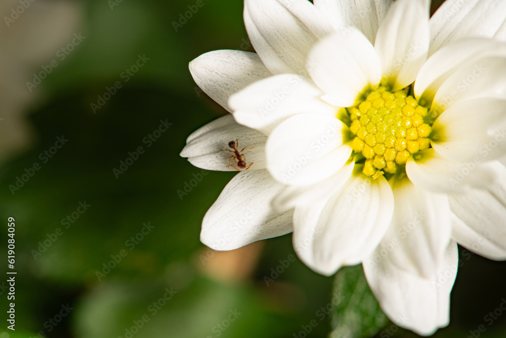 White flower, beautiful mini white flower and yellow core, selective focus. White flower, beautiful mini white flower and yellow core, selective focus.