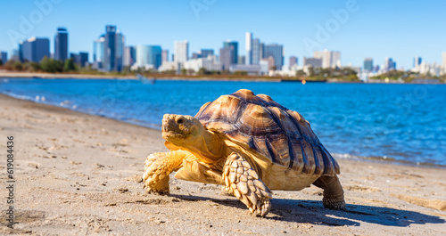 Papier peint Sea turtle