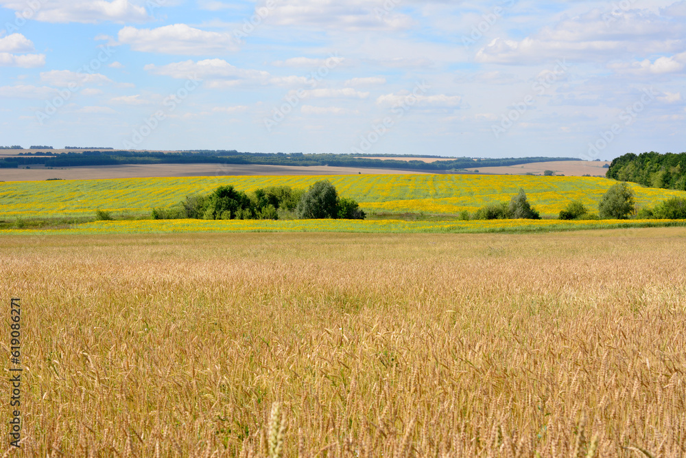 wheat field on foreground with hillside and sunflower field on background, copy space 