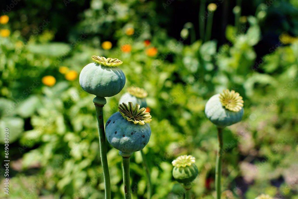 Poppies ripen in the garden in summer Poppies ripen in the garden in summer