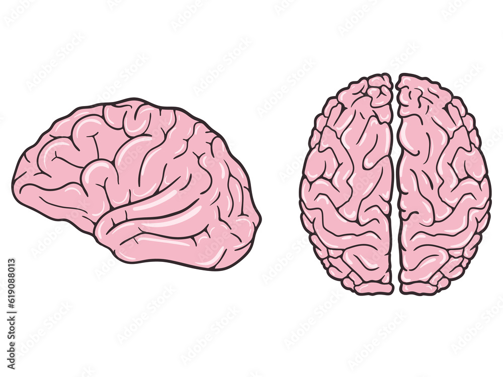 Human brain on white background. View from above and profile. Vector illustration Human brain on white background. View from above and profile. Vector illustration