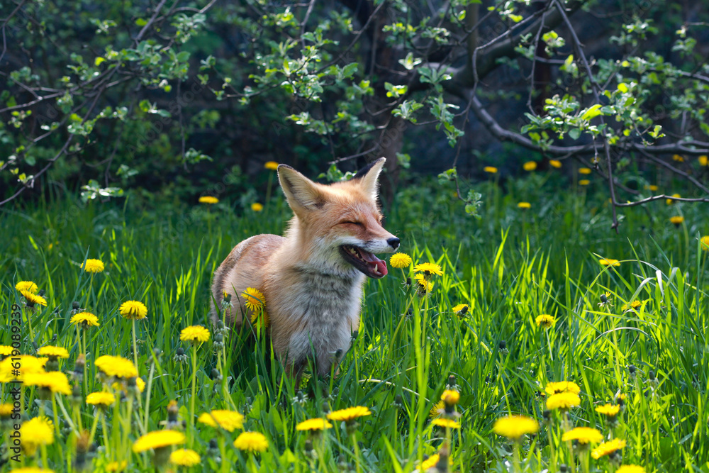 Fototapeta premium a red fox in yellow dandelions