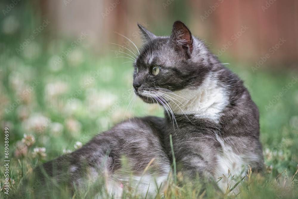 Fototapeta premium Portrait of a beautiful domestic cat in a rustic yard.