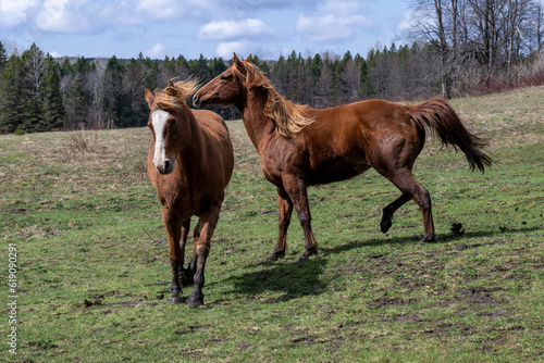 Two beautiful quarter horses running in a field